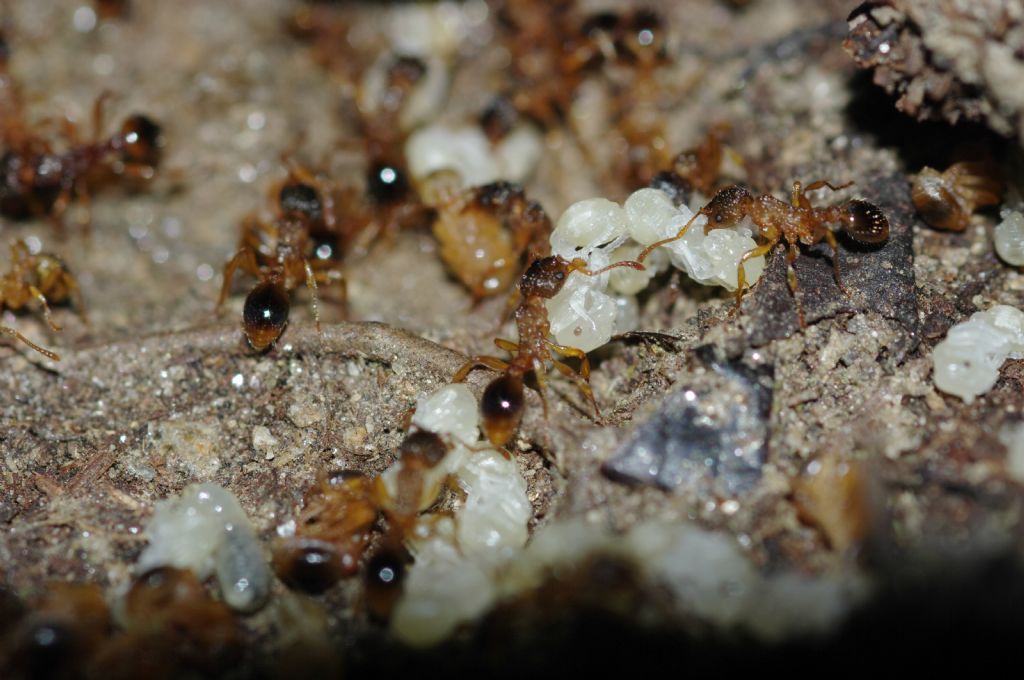 Formicidae 2: Myrmica lobicornis